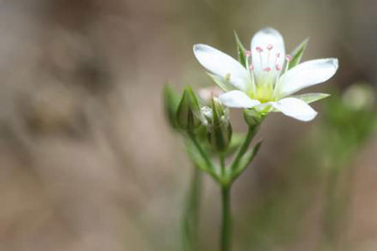 Minuartie à rostre - Minuartia rostrata 