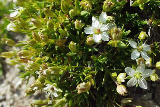 Minuartie des rochers - Minuartia rupestris subsp. rupestris