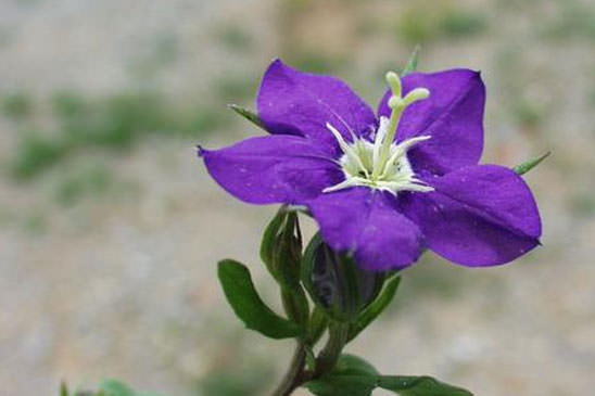 Miroir-de-Vénus - Legousia speculum-veneris 