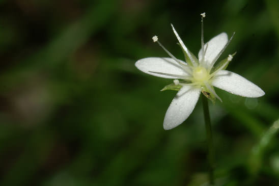 Moehringie mousse - Moehringia muscosa 