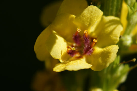 Molène Bouillon-noir - Verbascum nigrum subsp. nigrum