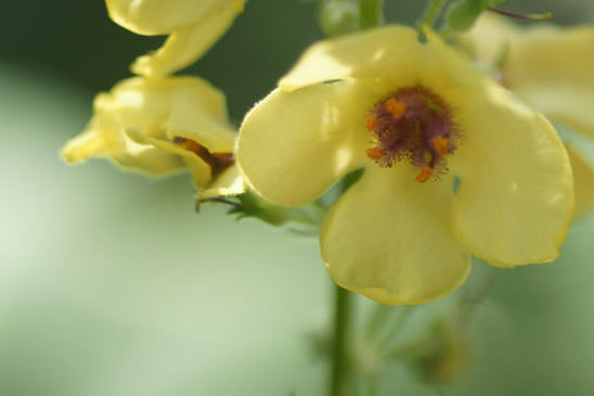 Molène de Chaix - Verbascum chaixii subsp. chaixii