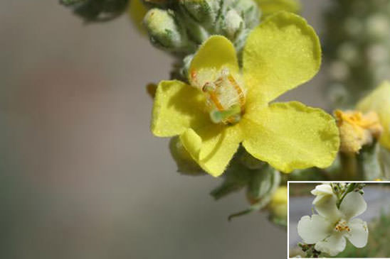 Molène floconneuse - Verbascum pulverulentum 