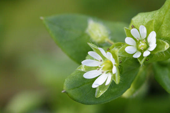 Morgeline - Stellaria media 