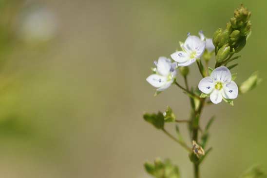 Véronique mouron-d'eau - Veronica anagallis-aquatica 