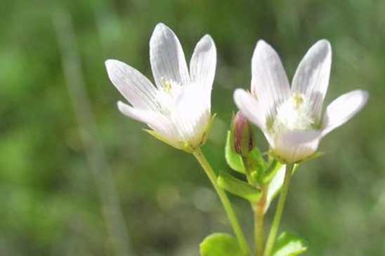 Mouron délicat - Lysimachia tenella 