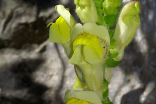 Muflier à larges feuilles - Antirrhinum majus subsp. latifolium