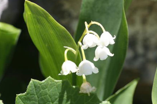 Muguet - Convallaria majalis 