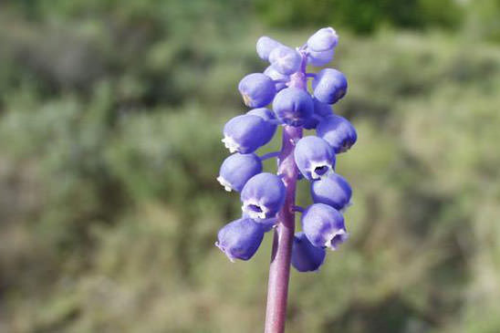 Muscari faux botryde - Muscari botryoides 