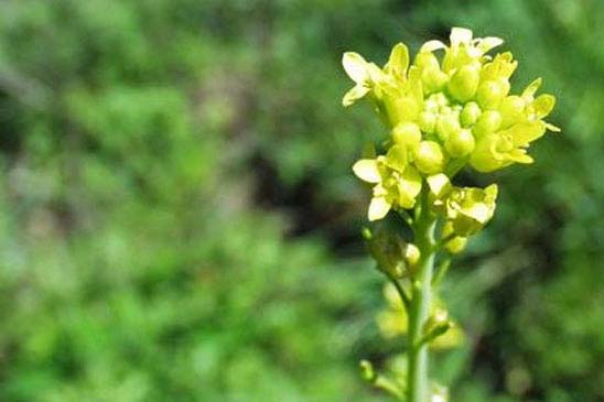 Myagre perfolié - Myagrum perfoliatum 