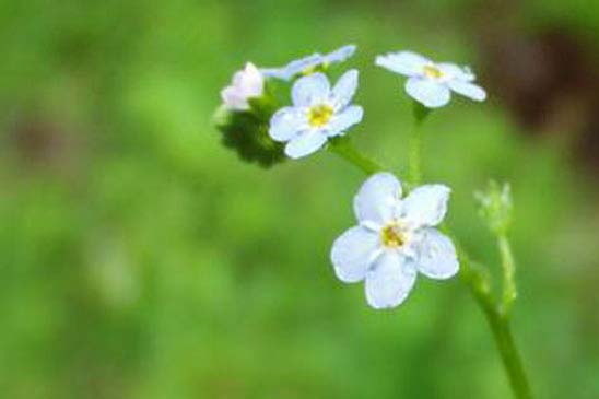 Myosotis des marais - Myosotis scorpioides 