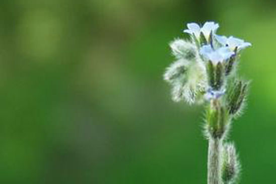 Myosotis droit - Myosotis stricta 