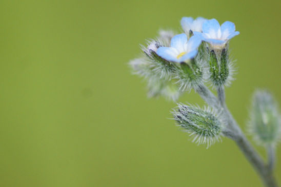 Myosotis hérissé - Myosotis ramosissima subsp. ramosissima