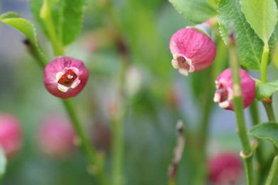 Myrtille - Vaccinium myrtillus 