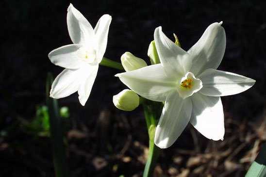 Narcisse papyracé - Narcissus papyraceus 