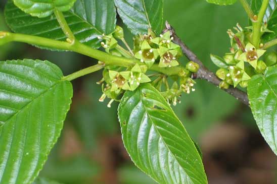 Nerprun des Alpes - Rhamnus alpina subsp. alpina