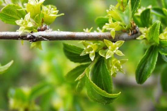 Nerprun des rochers - Rhamnus saxatilis subsp. saxatilis