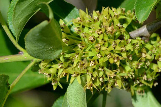 Nerprun purgatif - Rhamnus cathartica 