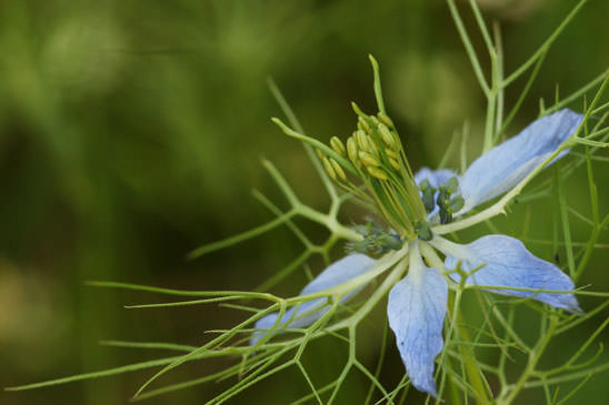 Nigelle de Damas - Nigella damascena 