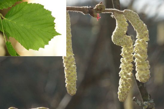 Noisetier - Corylus avellana 