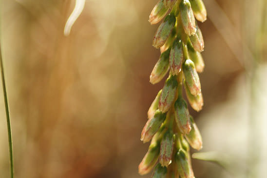 Nombril-de-Vénus - Umbilicus rupestris 