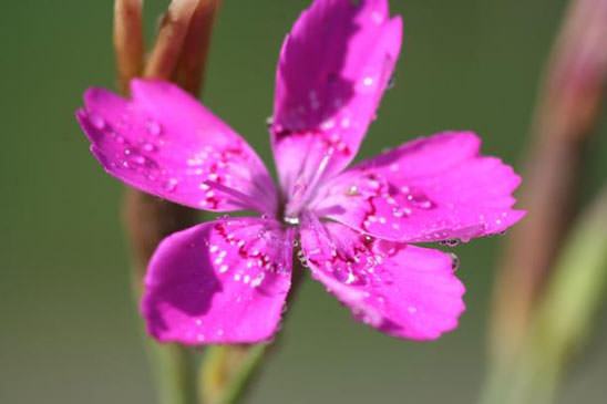 Oeillet à delta - Dianthus deltoides 