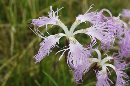 Oeillet à plumet - Dianthus superbus subsp. superbus