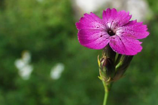 Oeillet à tiges courtes - Dianthus subacaulis 