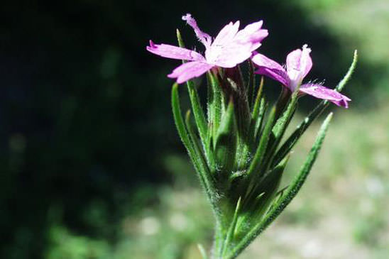 Oeillet arméria - Dianthus armeria subsp. armeria