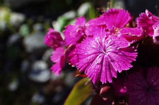 Oeillet barbu - Dianthus barbatus 