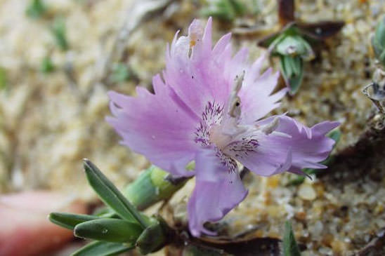 Oeillet de France - Dianthus gallicus 