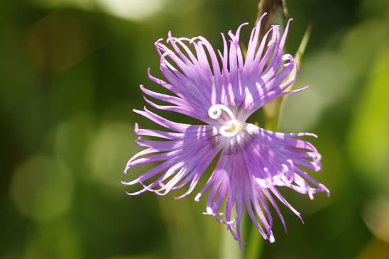 Oeillet de Montpellier - Dianthus hyssopifolius 