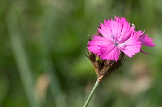 Oeillet des Chartreux - Dianthus carthusianorum subsp. carthusianorum