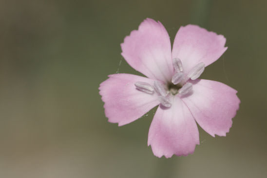 Oeillet des rochers - Dianthus saxicola 