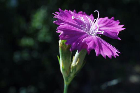 Oeillet du granite - Dianthus graniticus 