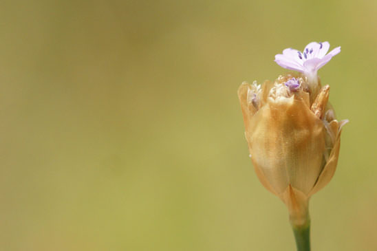 Oeillet prolifère - Petrorhagia prolifera 