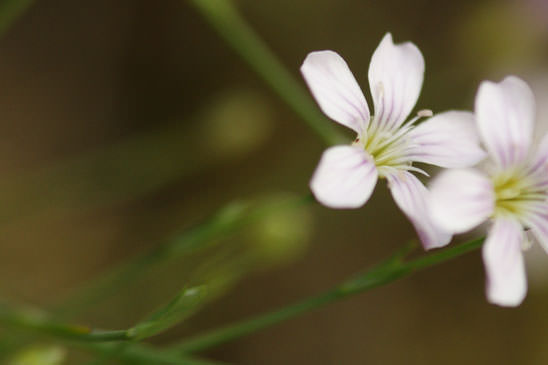 Oeillet saxifrage - Petrorhagia saxifraga subsp. saxifraga