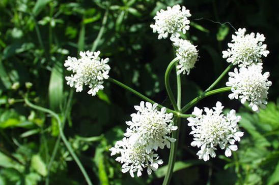 Oenanthe à feuilles de silaüs - Oenanthe silaifolia 