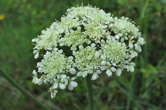 Oenanthe faux-Boucage - Oenanthe pimpinelloides 