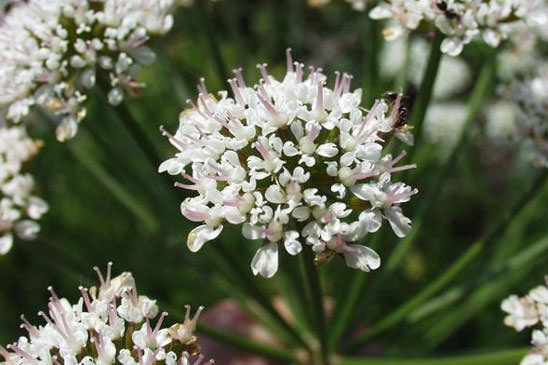 Oenanthe safranée - Oenanthe crocata 