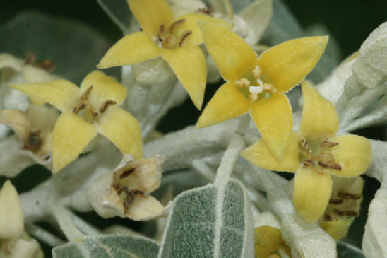 Olivier de Bohême - Elaeagnus angustifolia 