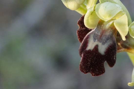 Ophrys brun - Ophrys fusca 