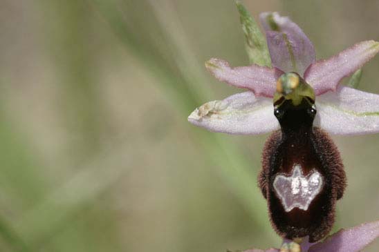 Ophrys de la Drôme - Ophrys saratoi 