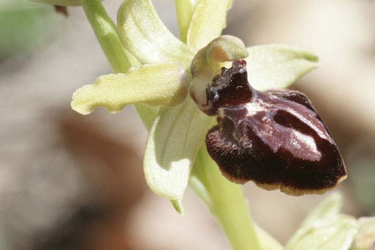 Ophrys de la Passion - Ophrys passionis 