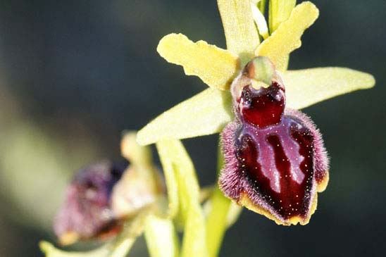 Ophrys de Provence - Ophrys provincialis 