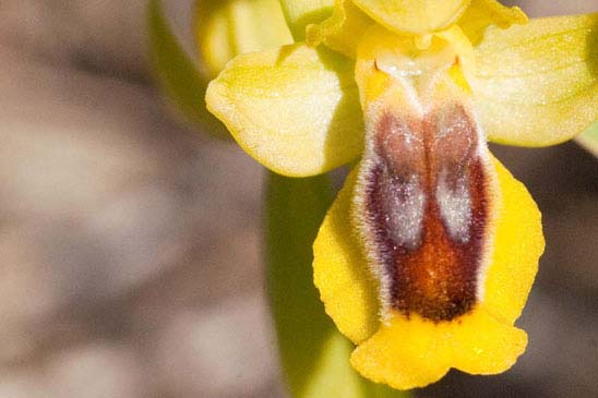 Ophrys jaune - Ophrys lutea 