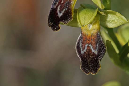 Ophrys marbré - Ophrys marmorata 