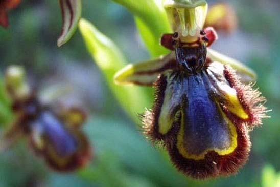 Ophrys miroir - Ophrys speculum 