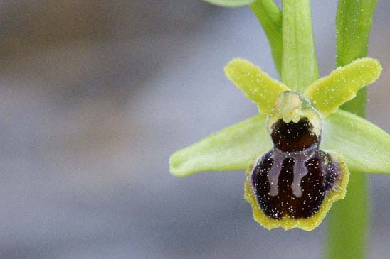 Ophrys verdissant - Ophrys virescens 