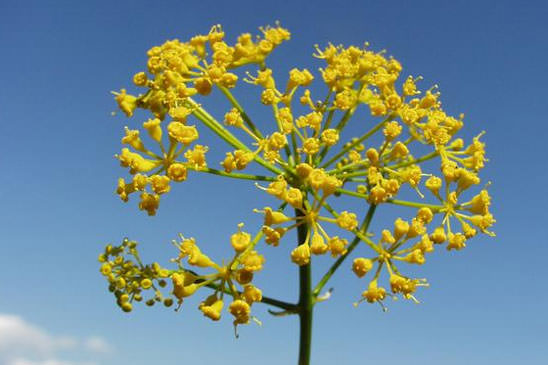 Opopanax de Chiron - Opopanax chironium 